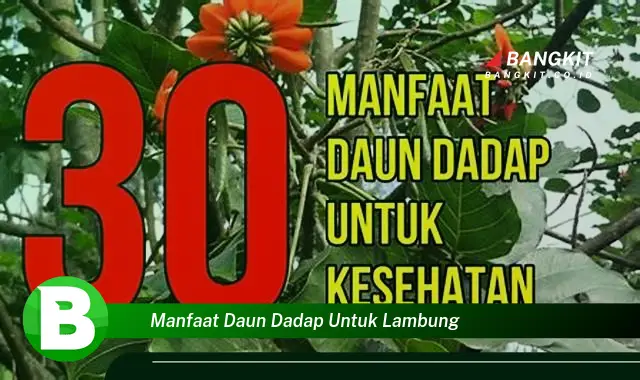 Intip Manfaat Daun Dadap untuk Lambung yang Bikin Kamu Penasaran