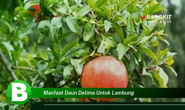 Temukan Manfaat Daun Delima untuk Lambung yang Bikin Kamu Penasaran