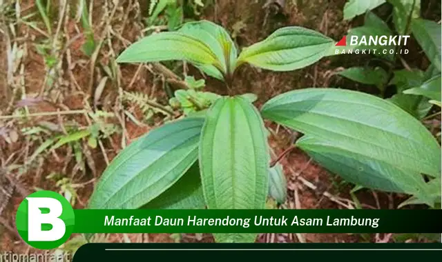 Temukan Manfaat Daun Harendong untuk Asam Lambung yang Wajib Kamu Tau