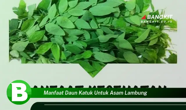 Temukan Manfaat Daun Katuk untuk Asam Lambung yang Bikin Kamu Penasaran