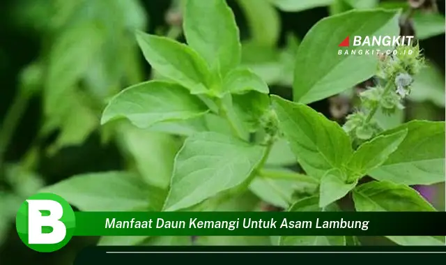 Ketahui Manfaat Daun Kemangi untuk Lambung yang Bikin Kamu Penasaran