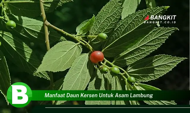 Intip Manfaat Daun Kersen untuk Asam Lambung yang Bikin Kamu Penasaran