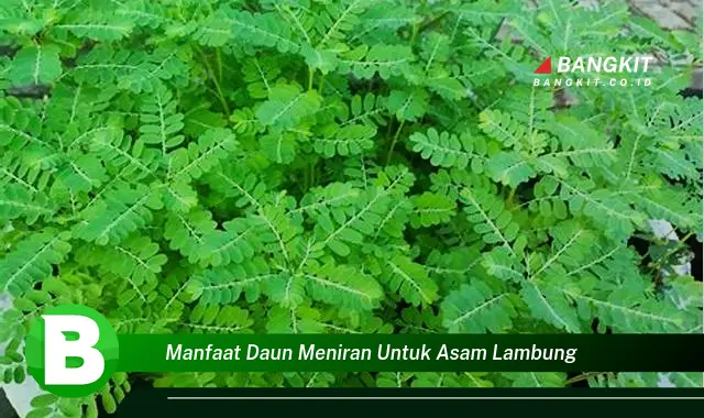 Intip Manfaat Daun Meniran untuk Asam Lambung yang Wajib Kamu Tahu