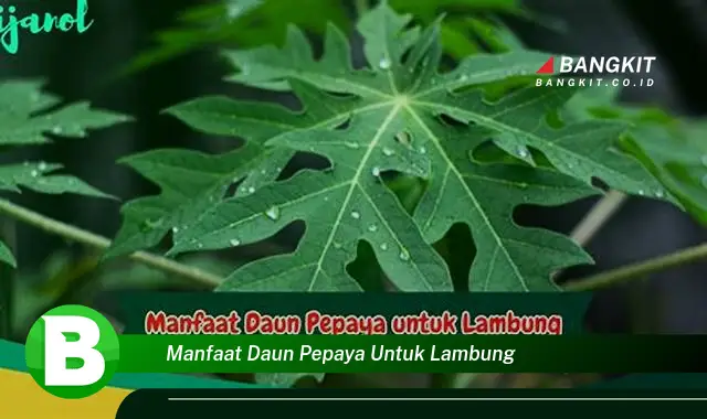 Temukan Manfaat Daun Pepaya untuk Lambung yang Bikin Kamu Penasaran