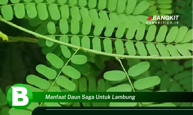 Temukan Manfaat Daun Saga untuk Lambung yang Wajib Kamu Ketahui