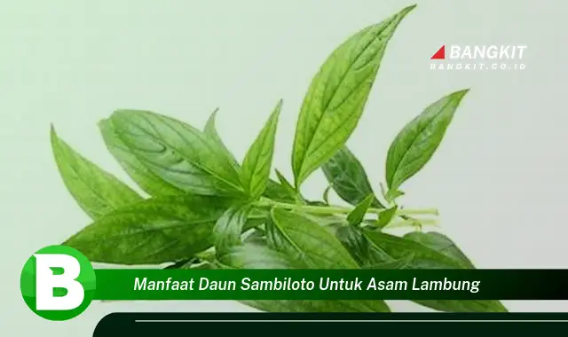 Intip Manfaat Daun Sambiloto untuk Asam Lambung yang Wajib Kamu Tau