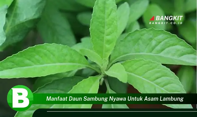 Temukan Manfaat Daun Sambung Nyawa untuk Asam Lambung yang Wajib Kamu Intip