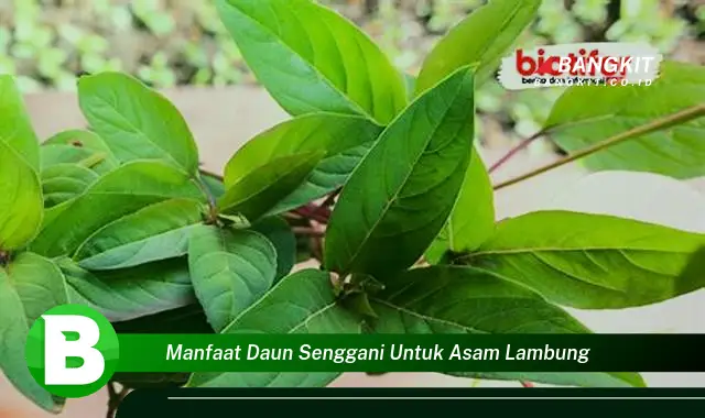 Intip Manfaat Daun Senggani untuk Asam Lambung yang Bikin Kamu Penasaran