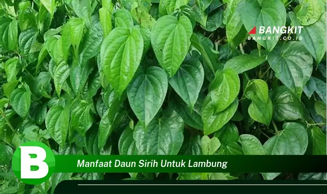 Intip Manfaat Daun Sirih untuk Lambung yang Bikin Kamu Penasaran