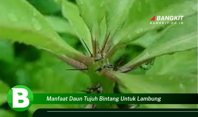 Temukan Manfaat Daun Tujuh Bintang untuk Lambung yang Wajib Kamu Tau