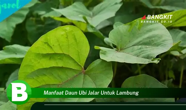 Intip Manfaat Daun Ubi Jalar untuk Lambung yang Bikin Kamu Penasaran