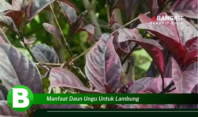 Intip Manfaat Daun Ungu untuk Lambung yang Wajib Kamu Tahu