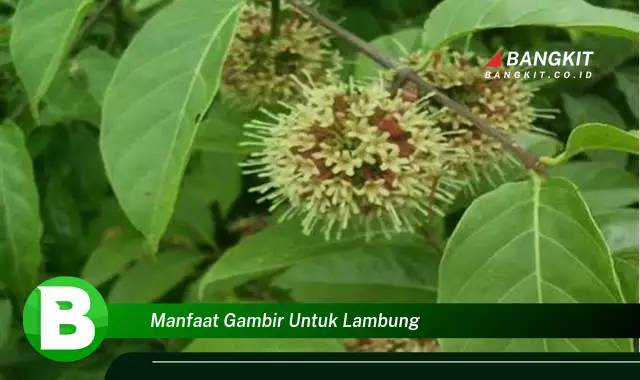 Intip Manfaat Ajaib Gambir untuk Kesehatan Lambung