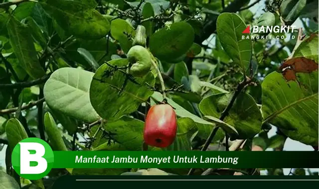 Intip Manfaat Jambu Monyet untuk Lambung yang Wajib Kamu Tau