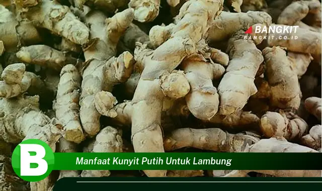 Intip Manfaat Kunyit Putih untuk Lambung yang Bikin Kamu Penasaran