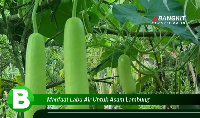 Ketahui Manfaat Labu Air untuk Asam Lambung yang Bikin Kamu Penasaran