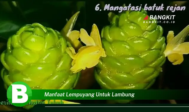 Ketahui Manfaat Lempuyang untuk Lambung yang Bikin Kamu Penasaran