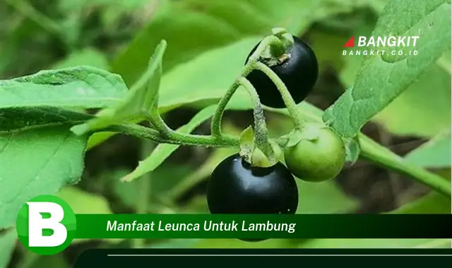 Intip Manfaat Leunca untuk Lambung yang Wajib Kamu Tahu