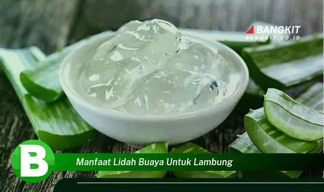 Intip Manfaat Lidah Buaya untuk Lambung yang Bikin Kamu Penasaran