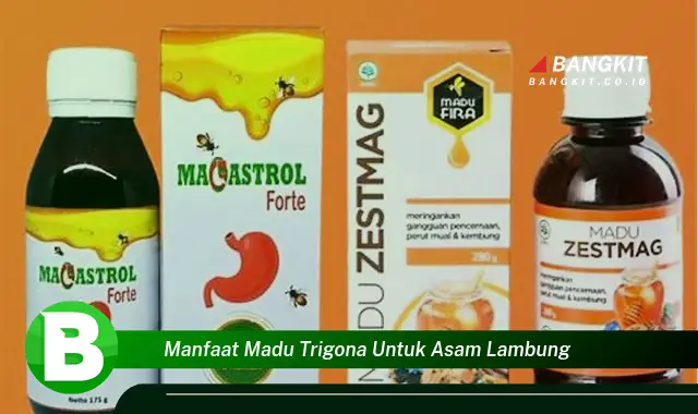 Temukan Manfaat Madu Trigona untuk Asam Lambung yang Bikin Kamu Penasaran