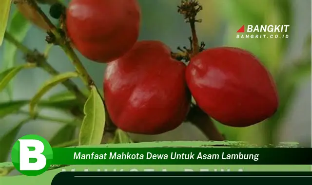 Temukan Manfaat Mahkota Dewa untuk Asam Lambung yang Bikin Kamu Penasaran