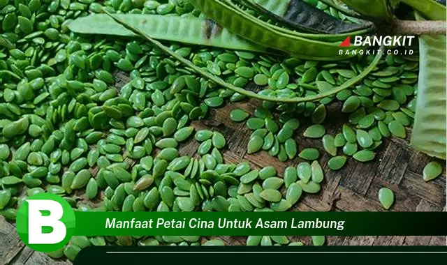 Intip Manfaat Petai Cina untuk Asam Lambung yang Bikin Kamu Penasaran