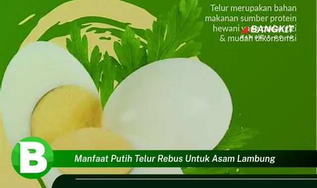 Temukan Manfaat Putih Telur Rebus yang Bikin Kamu Penasaran untuk Asam Lambung