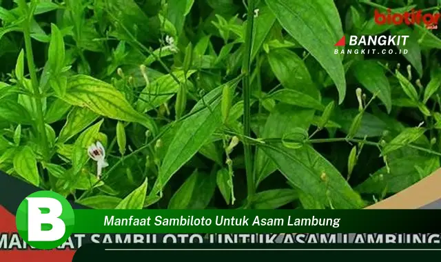 Temukan Manfaat Sambiloto untuk Asam Lambung yang Wajib Kamu Tau