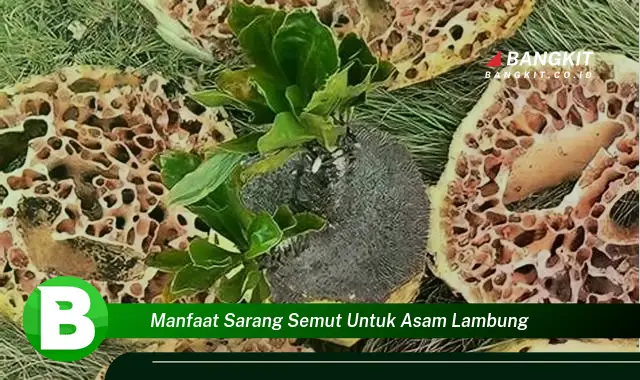 Ketahui Manfaat Sarang Semut untuk Asam Lambung yang Wajib Kamu Intip