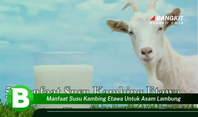 Temukan Manfaat Susu Kambing Etawa untuk Asam Lambung yang Bikin Kamu Penasaran