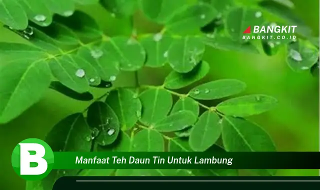 Intip Manfaat Teh Daun Tin untuk Lambung yang Bikin Kamu Penasaran