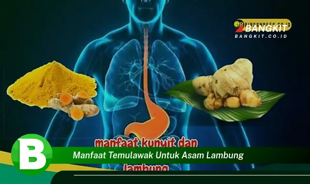 Temukan Manfaat Temulawak untuk Asam Lambung yang Wajib Kamu Intip