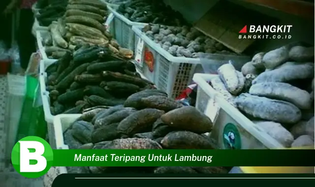 Intip Manfaat Teripang untuk Lambung yang Wajib Kamu Tau