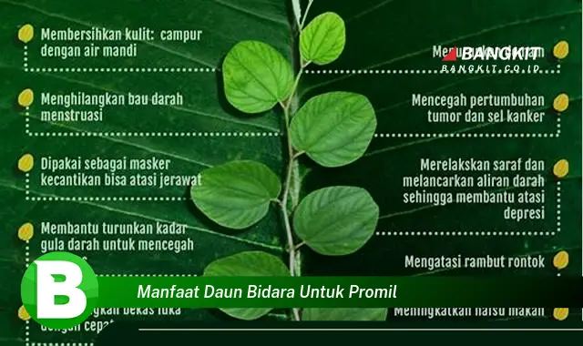 Intip Manfaat Daun Bidara untuk Promil yang Wajib Kamu Tau