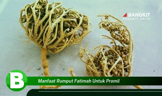 Temukan Manfaat Rumput Fatimah untuk Promil yang Wajib Kamu Tahu