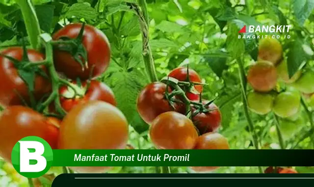 Intip Manfaat Tomat untuk Promil yang Bikin Kamu Penasaran