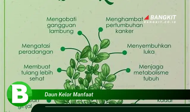 Temukan Manfaat Daun Kelor yang Bikin Kamu Penasaran