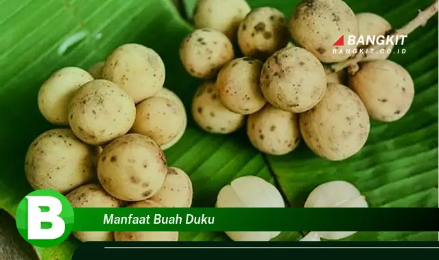 Temukan Manfaat Buah Duku yang Wajib Kamu Tau