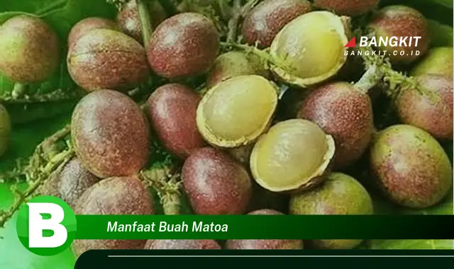 Temukan Manfaat Buah Matoa Wajib Kamu Tahu