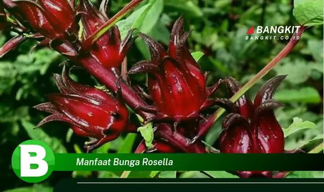 Intip Manfaat Bunga Rosella yang Bikin Kamu Penasaran