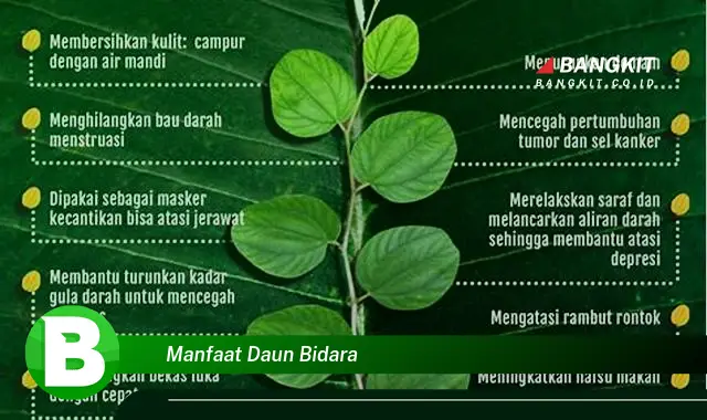 Temukan Manfaat Daun Bidara yang Wajib Kamu Intip