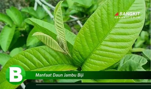 Temukan Manfaat Daun Jambu Biji yang Bikin Kamu Penasaran