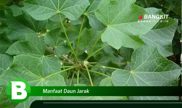 Temukan Manfaat Daun Jarak yang Wajib Kamu Intip