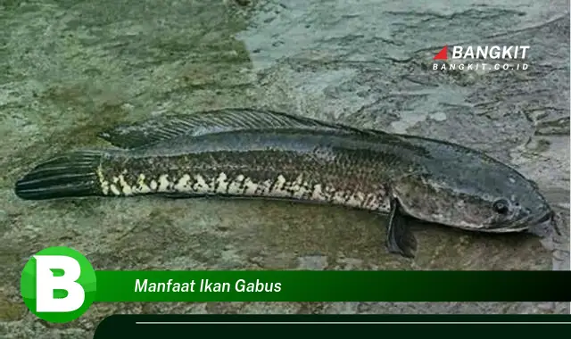 Ketahui Manfaat Ikan Gabus yang Bikin Kamu Penasaran