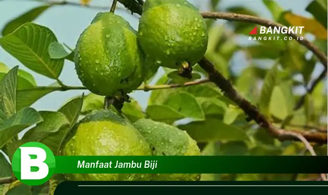 Intip Manfaat Jambu Biji yang Bikin Kamu Penasaran