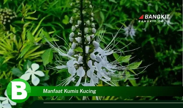 Temukan Manfaat Kumis Kucing yang Bikin Kamu Penasaran