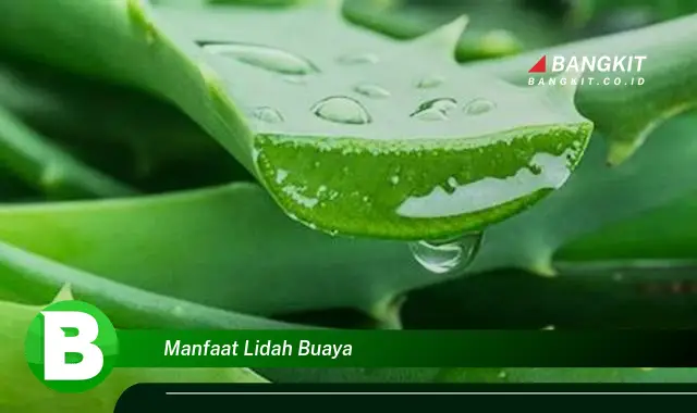 Temukan Manfaat Lidah Buaya yang Wajib Kamu Intip!