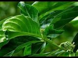 4 Khasiat Menakjubkan Dari Daun Mengkudu 4 Khasiat Menakjubkan Dari Daun Mengkudu