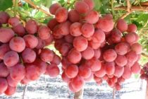 9 Manfaat Anggur Untuk Mengobati Berbagai Penyakit