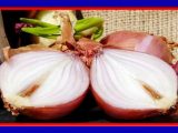 Bawang Merah Ampuh Turunkan Panas Pada Anak Bawang Merah Ampuh Turunkan Panas Pada Anak